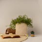 Cotton Planter - My Store - 