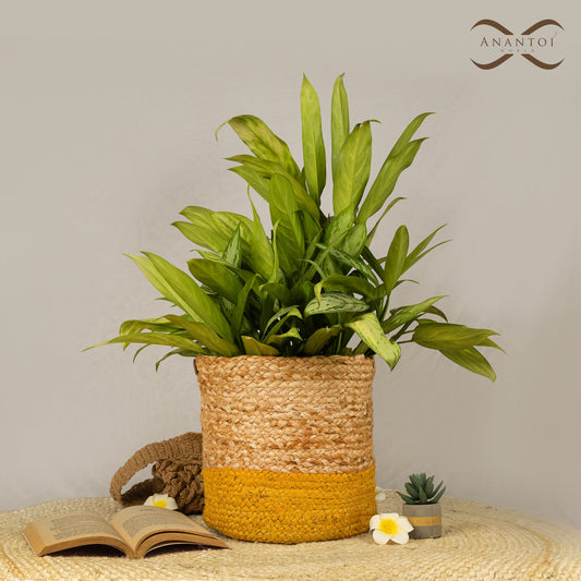 Jute Planter Trio (Beige & Yellow) 3 Sizes - Anantoi - 